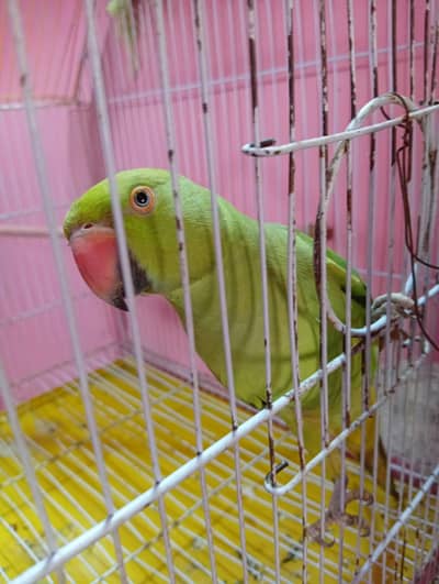 Beautiful Green Indian Ringneck Parrot – Healthy & Active