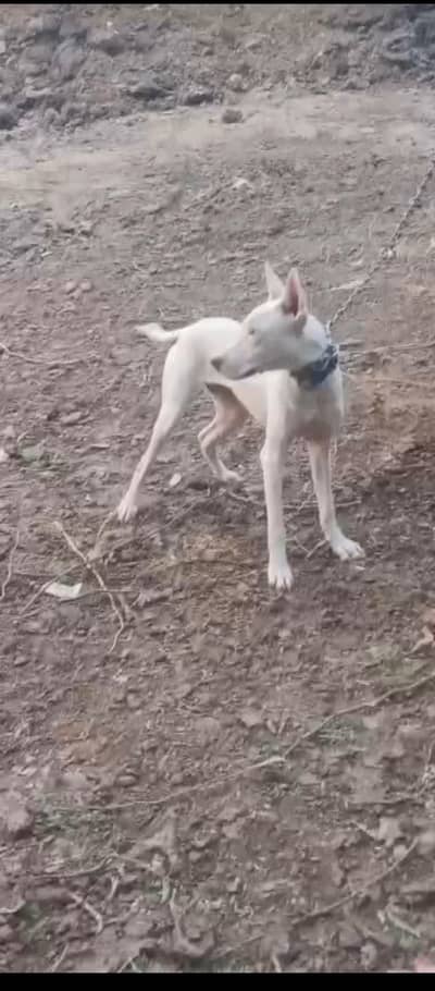 Gultair dog for sale and exchange