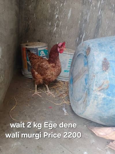 2 Hens For Sale' 2200 and 1700 Total 3900. . Contact 0302-4849558
