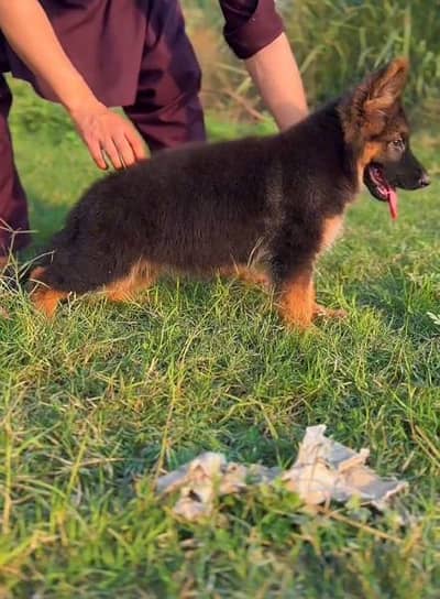 German shepherd puppy healthy