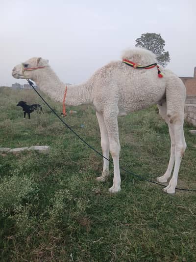 Camel