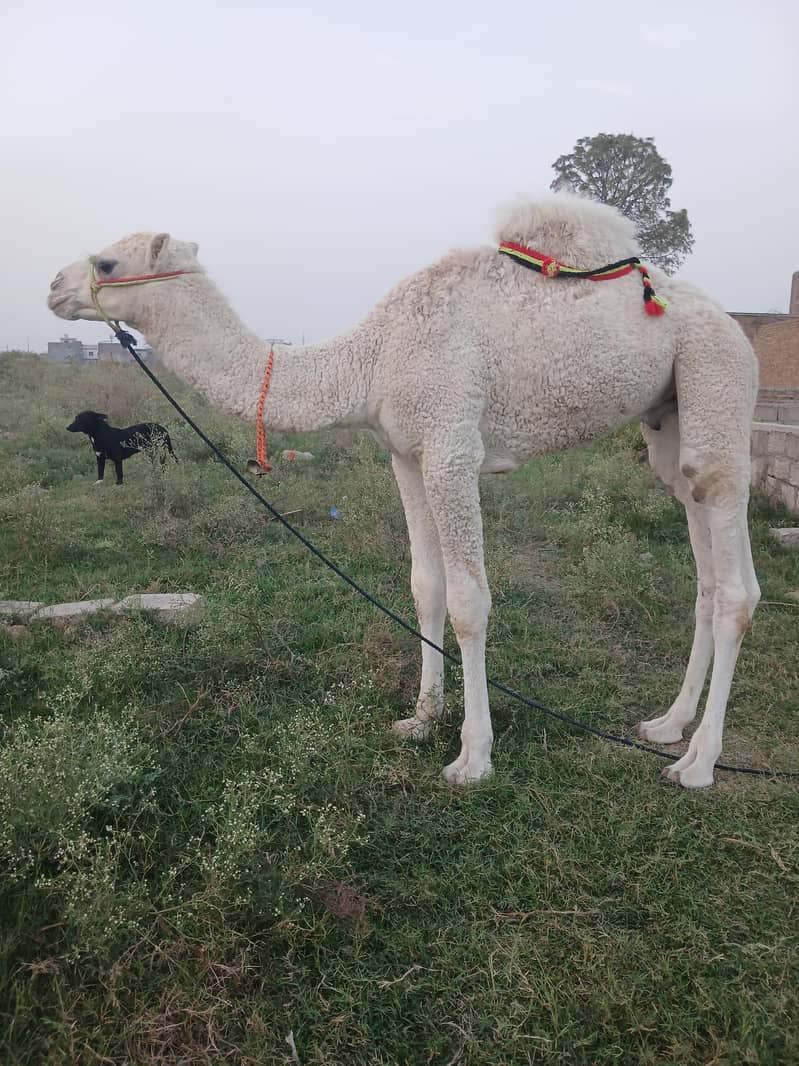 Camel 0