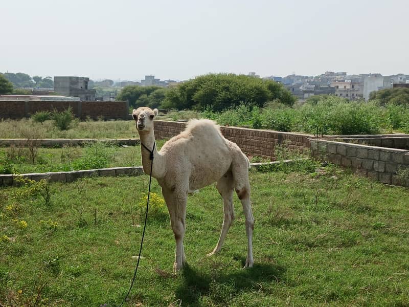 Camel 1