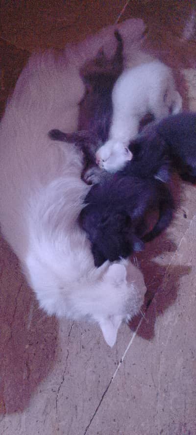 3 kids 1.5 month for  sale