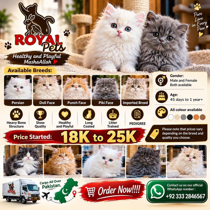 pure Persian Kitten available - Cats - 1121050046