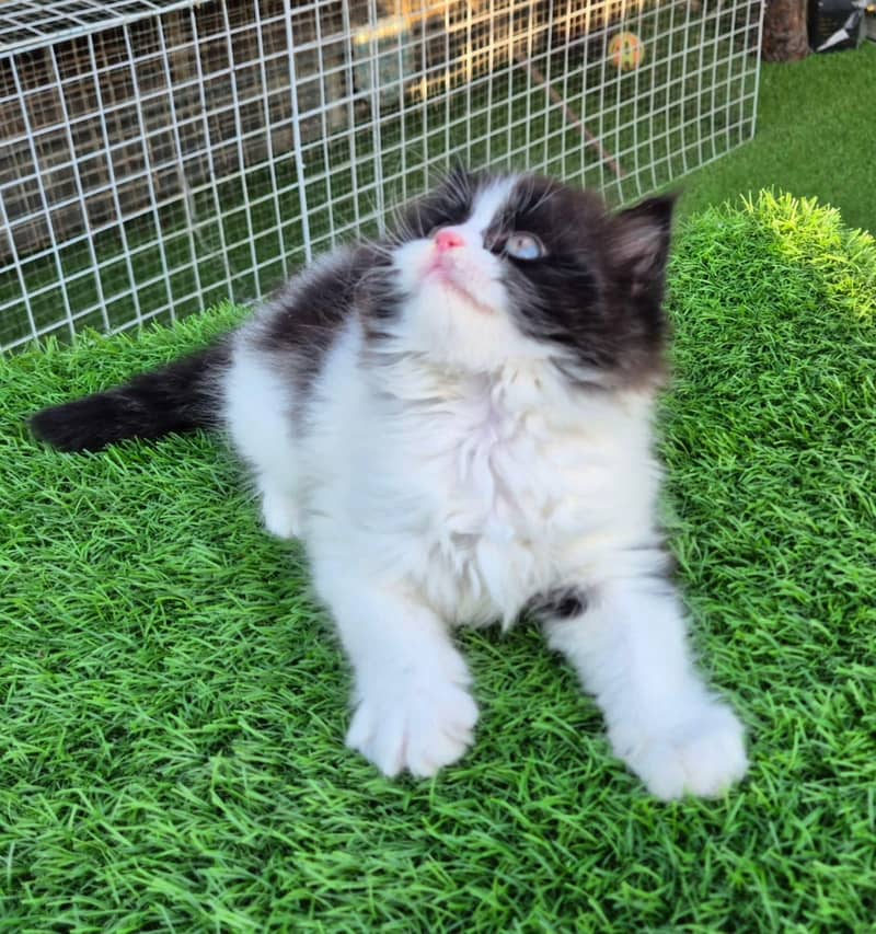 pure Persian Kitten available - Cats - 1121050046