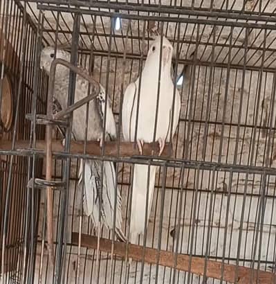 eno Mel Cherry female Cocktail breeder pair for sale