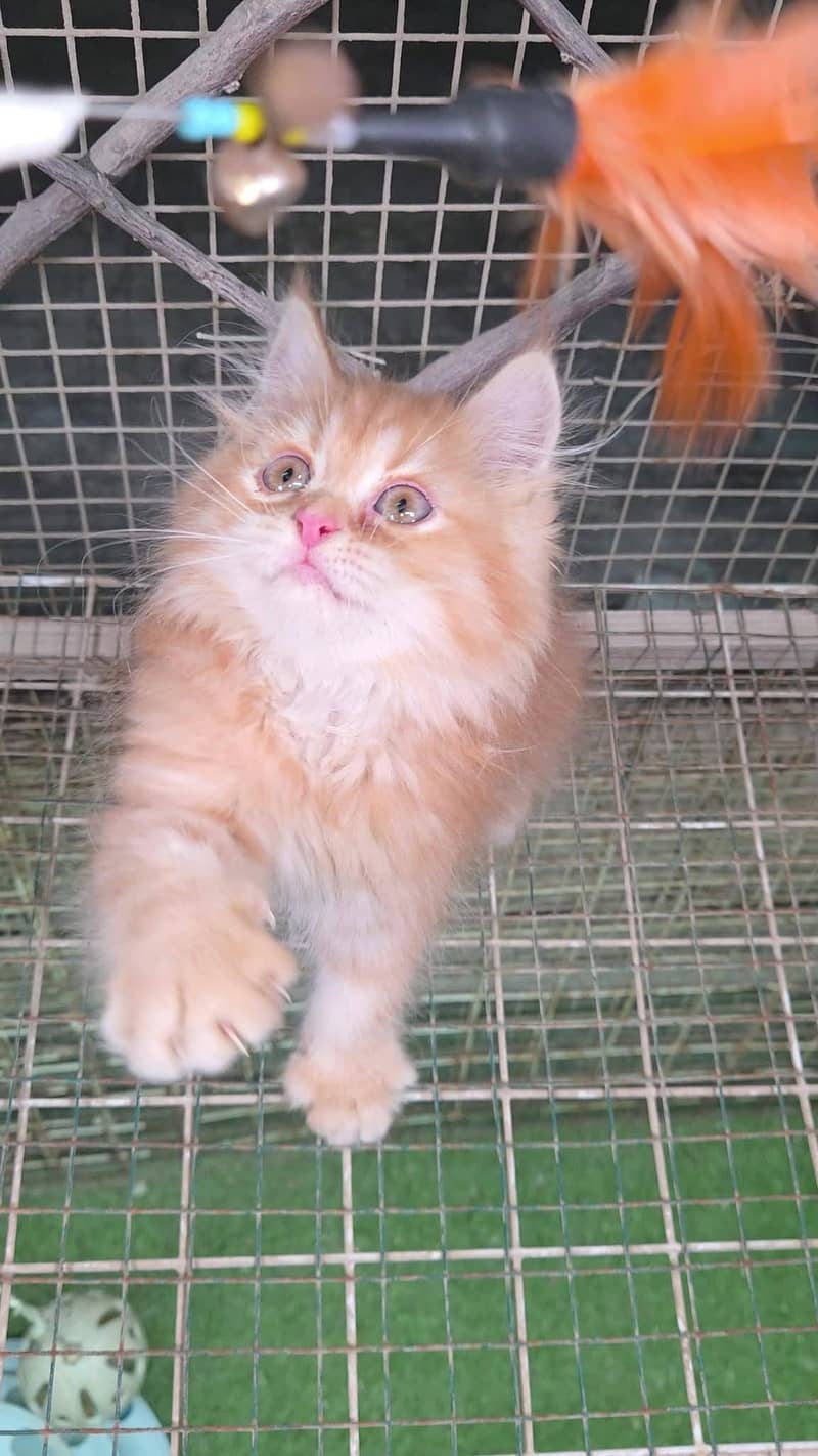 pure Persian Kitten available - Cats - 1121050046