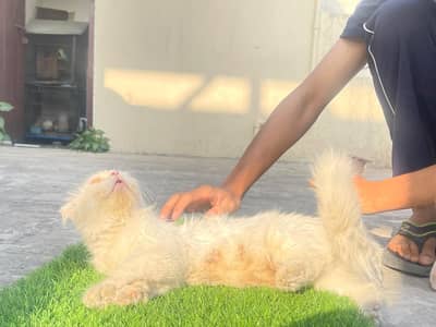 persion cat and kittens pair for sale