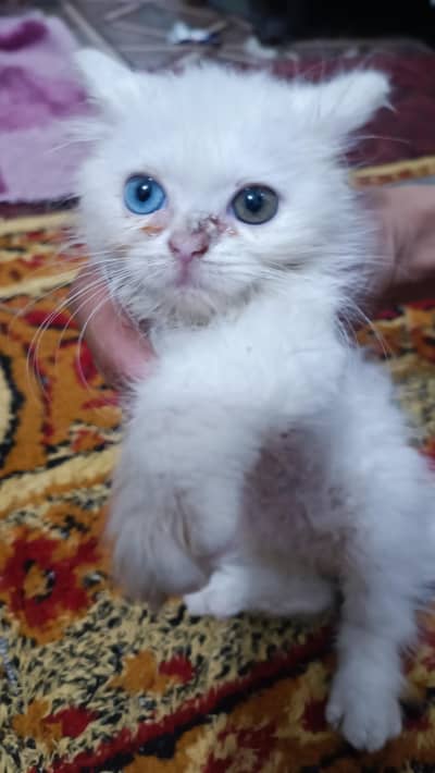 Persian white cat