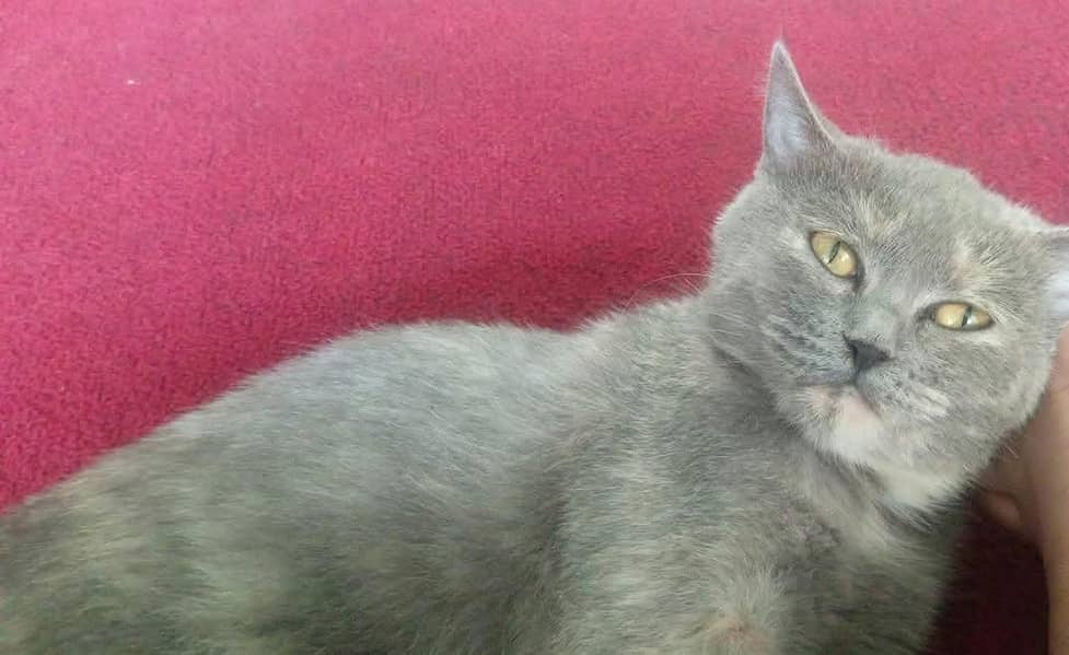 Persian Cat 0