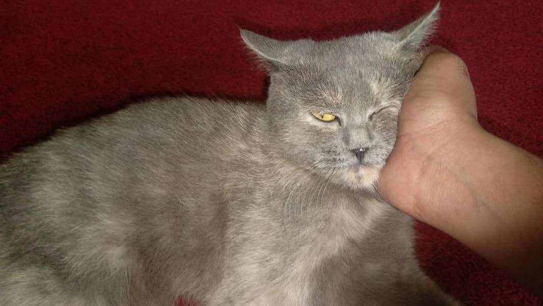 Persian Cat 1