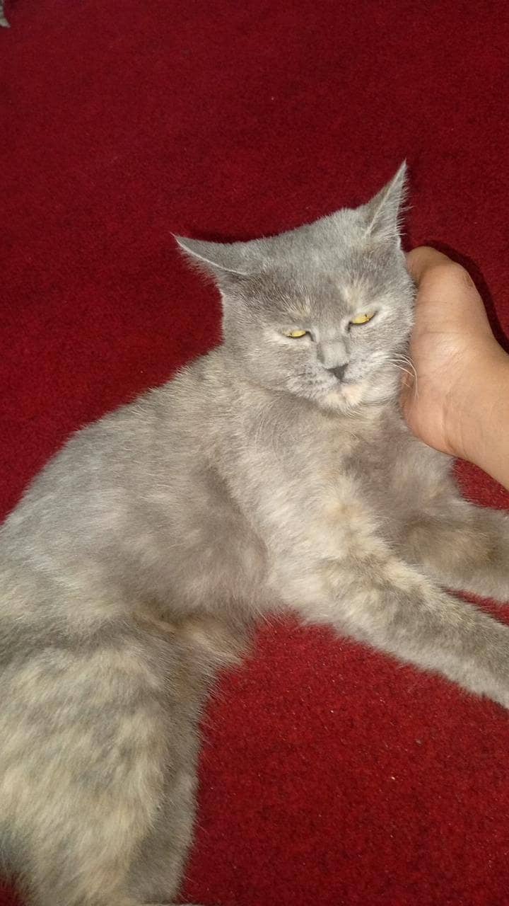 Persian Cat 2
