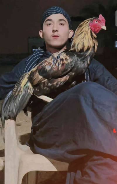 Noman Marwat