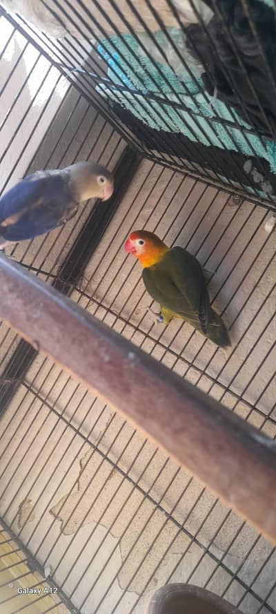 Lovebirds