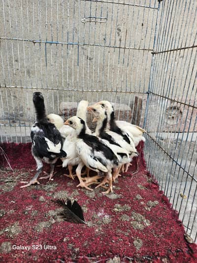 heera or burmi chicks for sale.