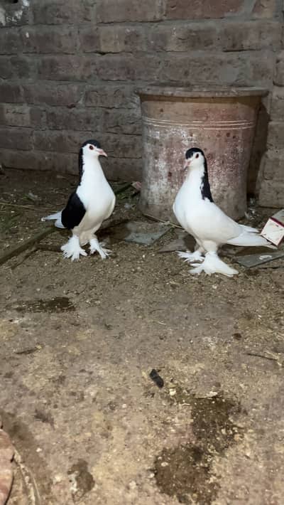 Sherazi quality pair big size big parmoz