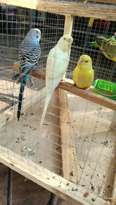 pair for sale ni bast price