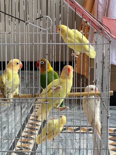 Love birds lotino albino fisher 6 piece healthy active