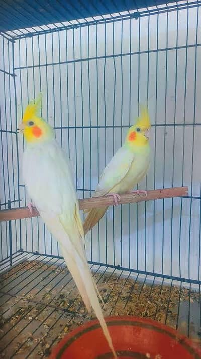 common white cocktail breeder pair
