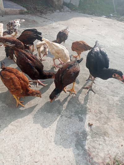 پٹھے ے