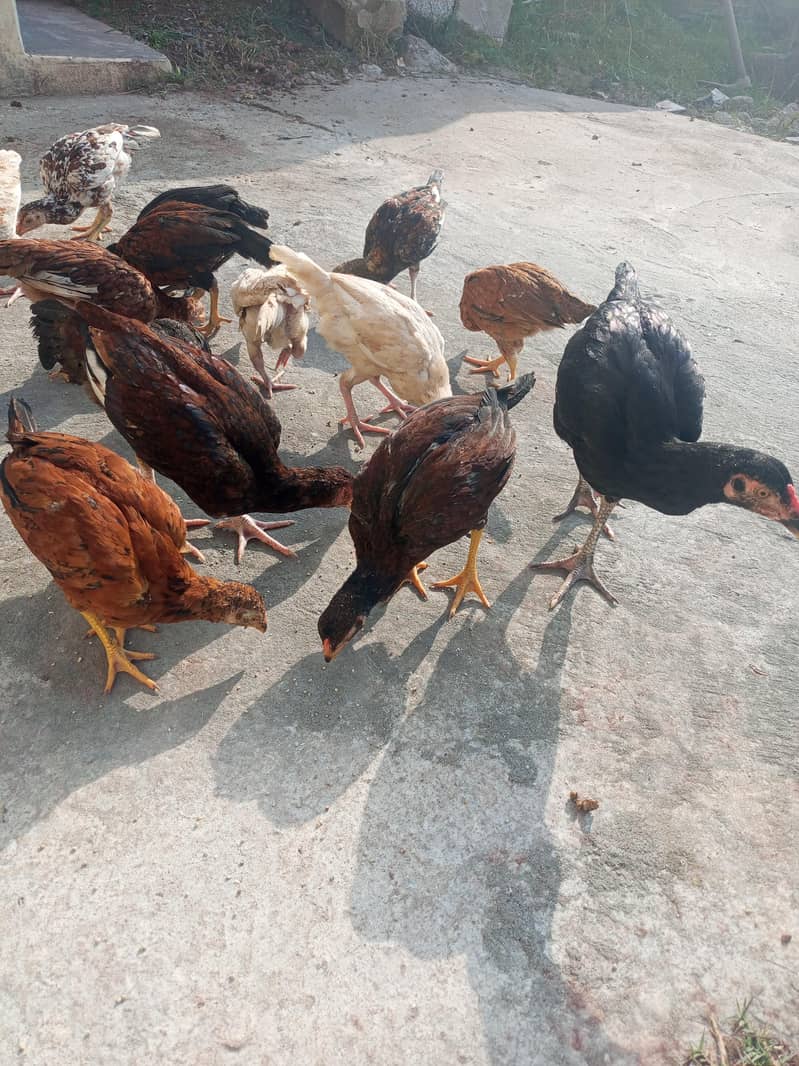 پٹھے ے 0