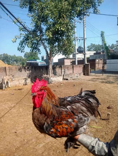Healthy and active hay price Kam ho sak ti hay
