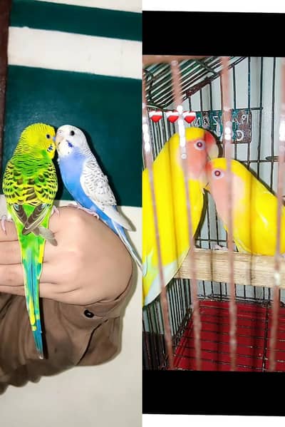 hand tame parrot available ha  / exchange possible hai