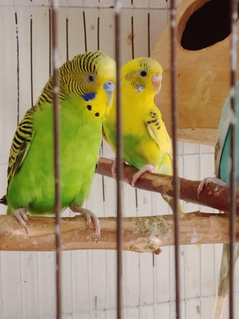 Breeder Budggies available 0