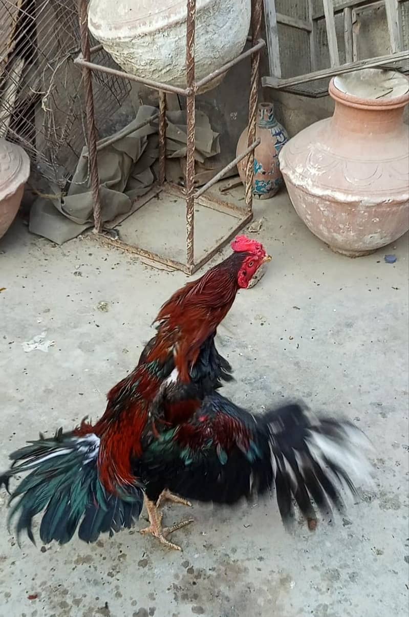 aseel murgha 0