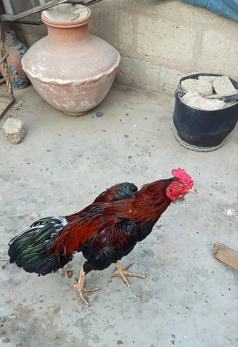 aseel murgha 1