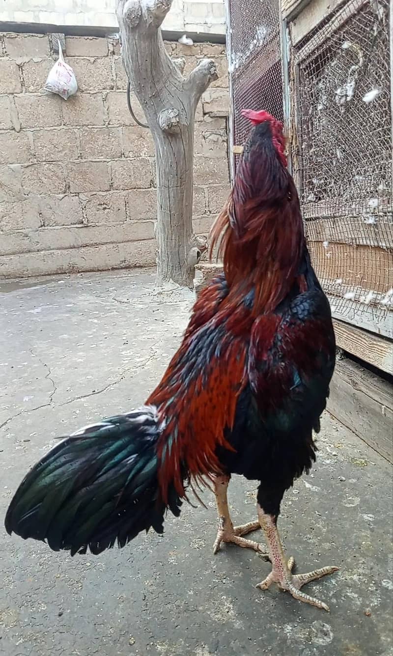 aseel murgha 5