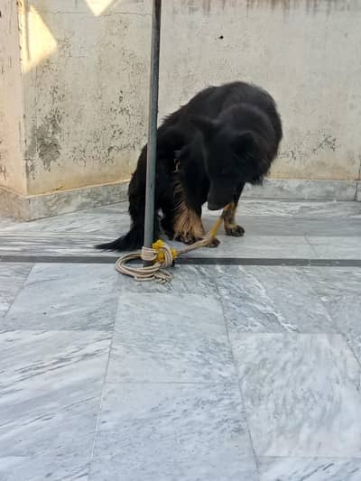 Belgian shepherd
