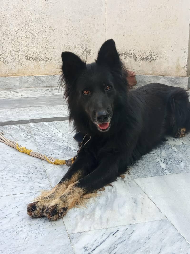 Belgian shepherd 6