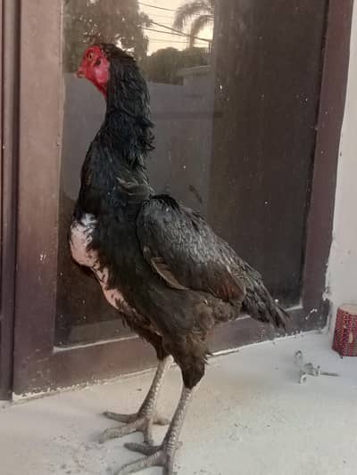 asil murgi for sale colour black muski