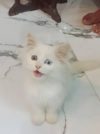 cat for sale