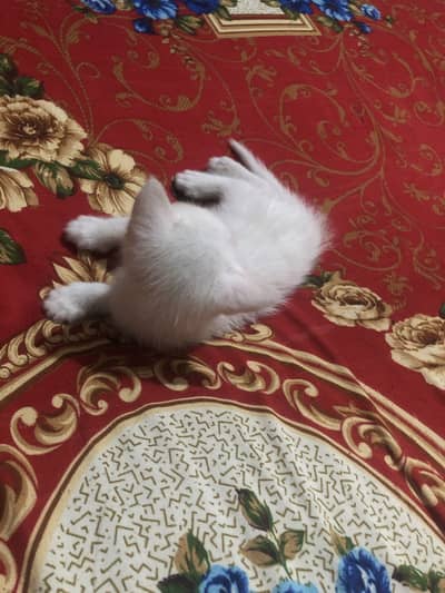 Baby Cats