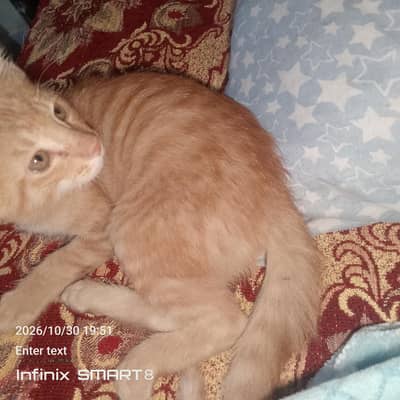 Adorable Ginger Kitten  Litter Trained & Vaccinated