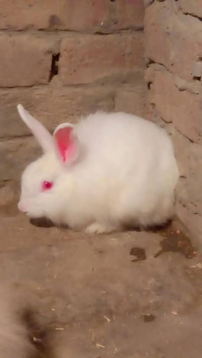 Red eyes Angura female or breeder pair French cross pair