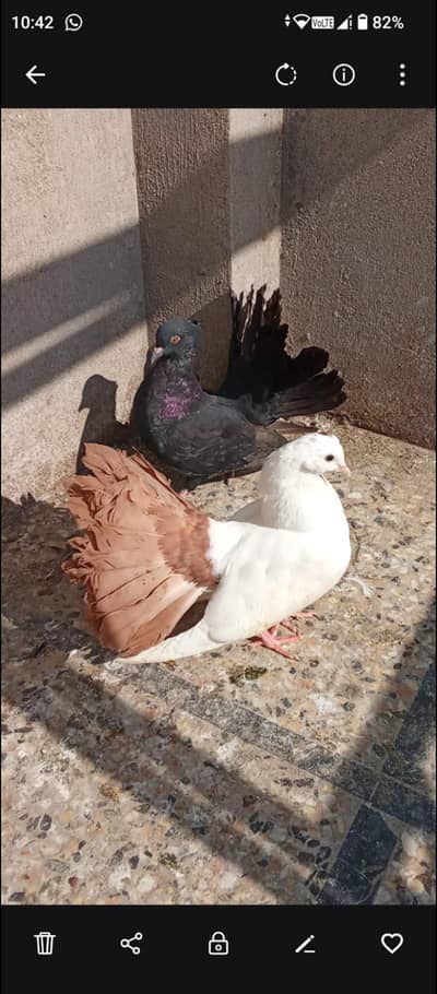 Fantail Pieogon Red Tail/ Jet black