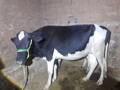 Friesian Cow for sale