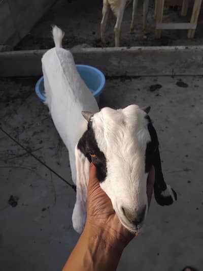 bakra andu 5,5 month 03187701443