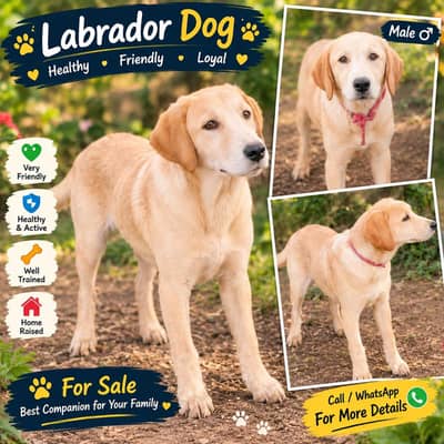 Labrador Puppie