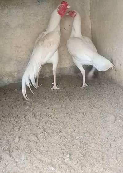 white Heera aseel pair 2 chicks Sath hain