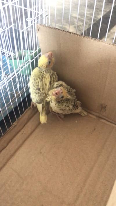 2 Pearl Cocatail birds for sale