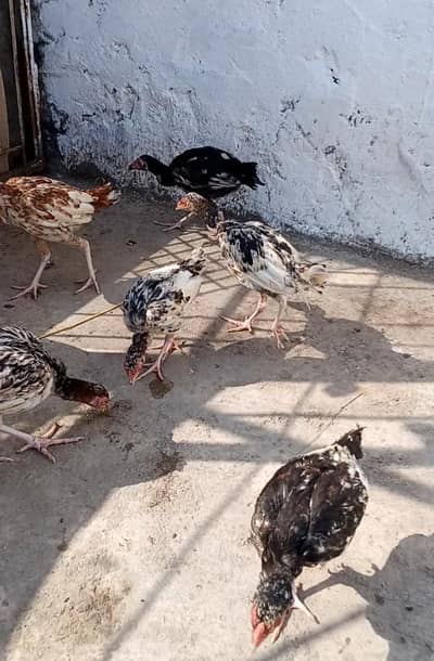 Aseel chicks for sale