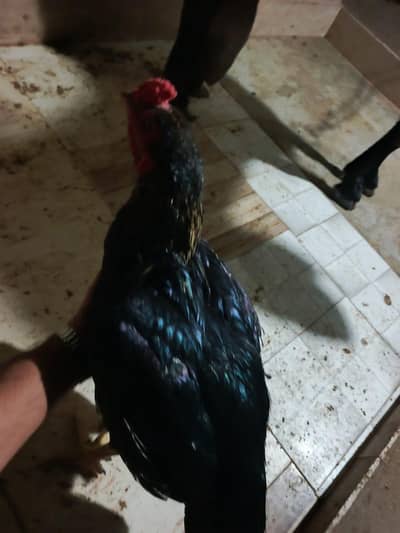 the hens is completely healthy he has not any mendical issue.