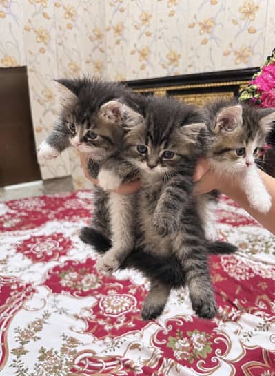 Beautiful Persian Kittens For Sale