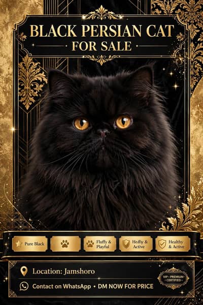 Persian cat