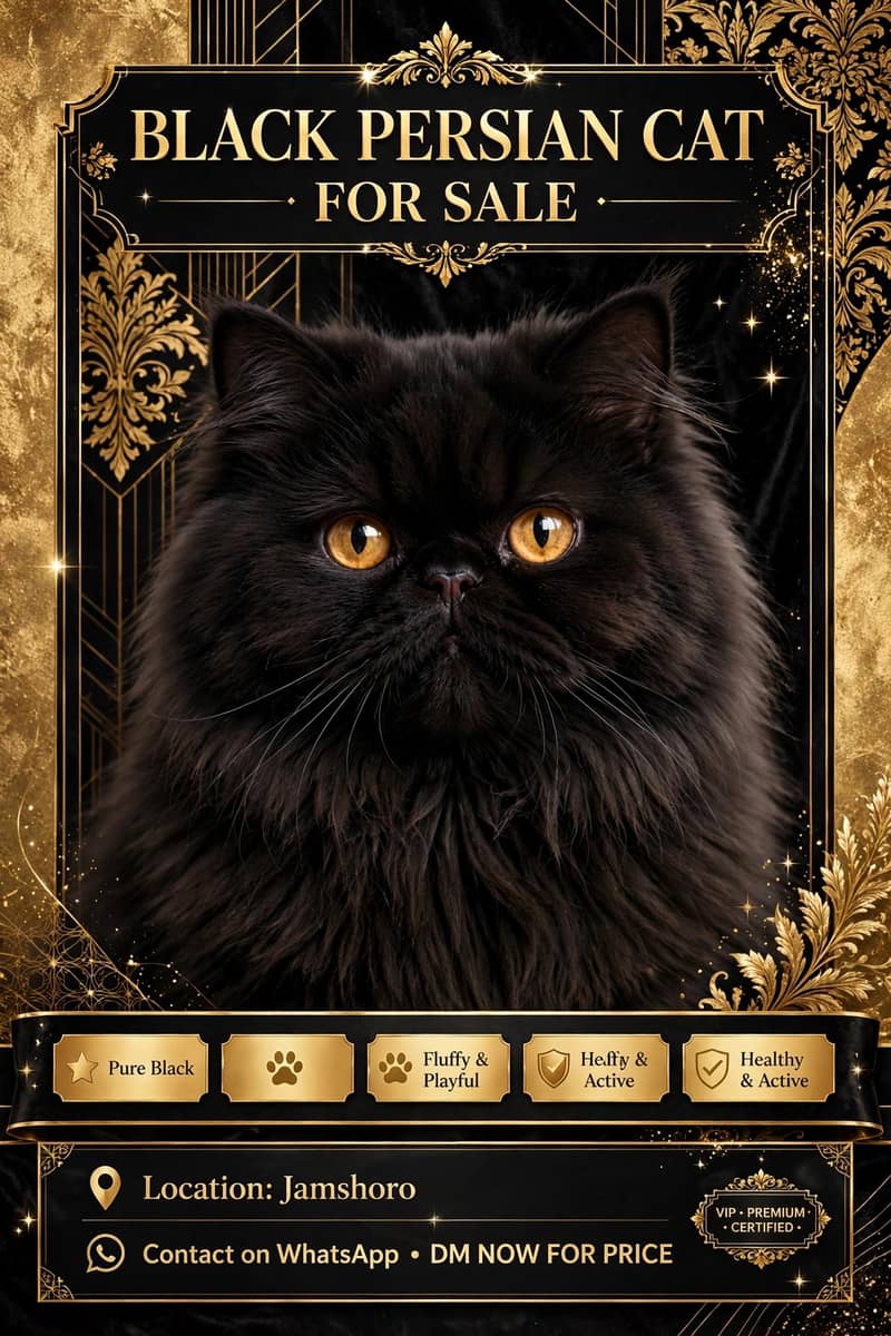 Persian cat 0